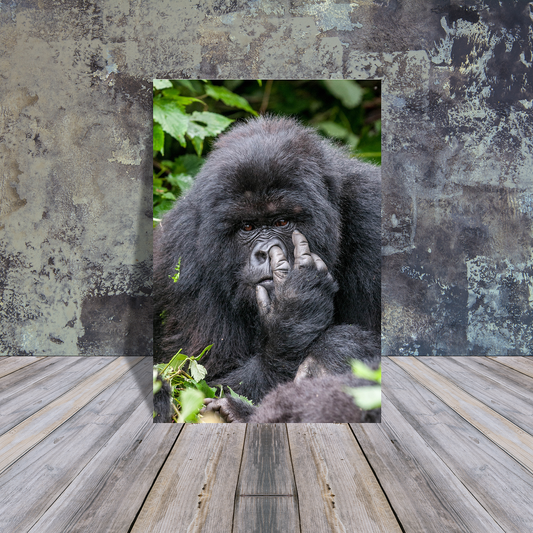 Metal Poster - Gorilla picker