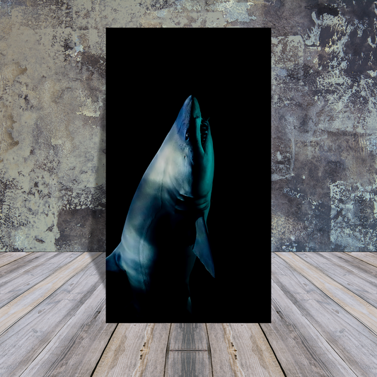 Metal Poster - Bull shark