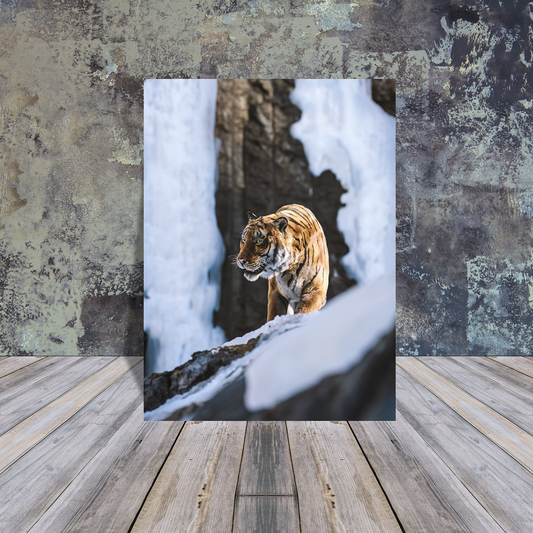 Metal Poster - Tiger in the snow