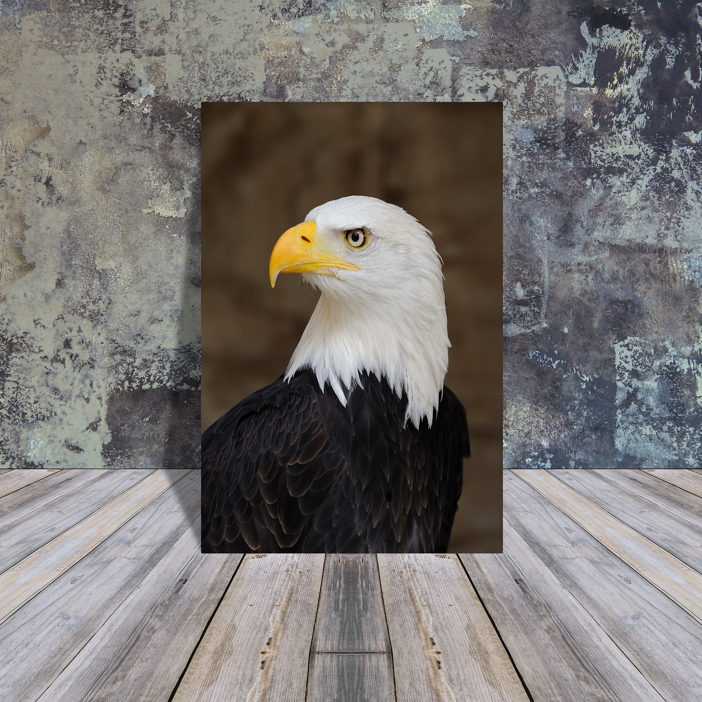 Metal Poster - Bald eagle