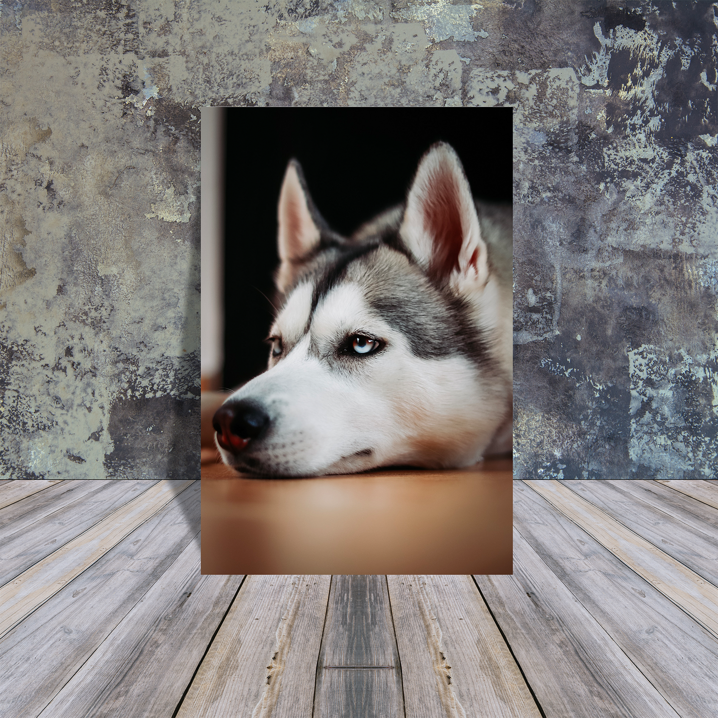 Metal Poster - Husky chilling