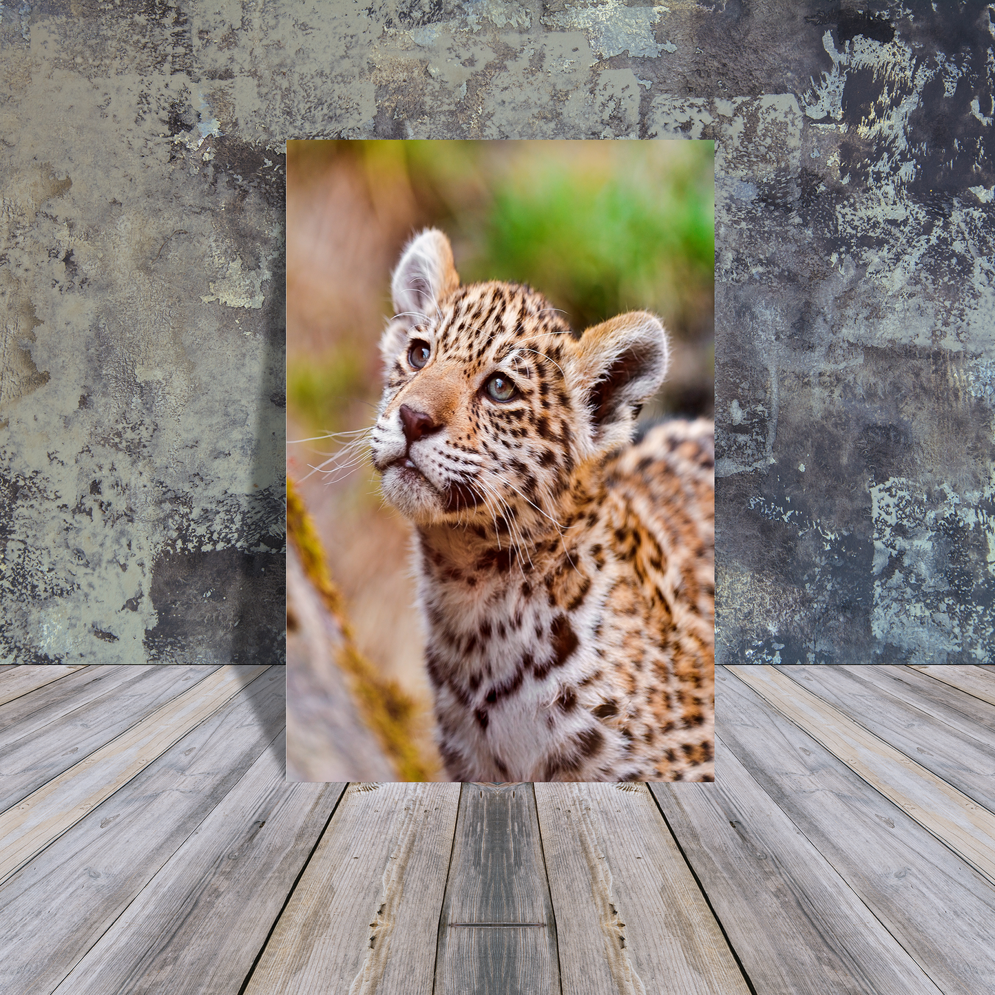 Metal Poster - Leopard cub